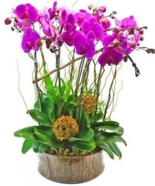Ahap ktkte lila mor orkide 8 li  Eryaman ieki  iek , ieki , iekilik 