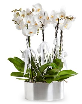 Be dall metal saksda beyaz orkide  Eryaman online ieki , iek siparii 