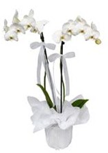 2 dall beyaz orkide  Ankara Eryaman iek siparii vermek 