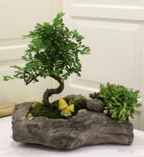 A�a� k�t�k i�erisinde bonsai ve sukulent  Ankara Eryaman yurti�i ve yurtd��� �i�ek sipari�i 