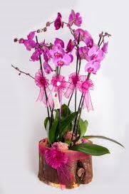 4 dall� k�t�k i�erisibde mor orkide  Eryaman �i�ek g�nderme sitemiz g�venlidir 