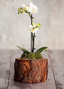 Doal ktk 2 dall beyaz orkide  Eryaman online ieki , iek siparii 
