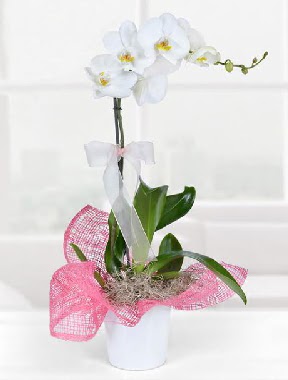 Tek dall beyaz orkide seramik saksda  Eryamandaki iekiler kaliteli taze ve ucuz iekler  