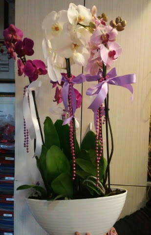 Mor ve beyaz ve pembe 6 dall orkide  Ankara Eryaman iek yolla 