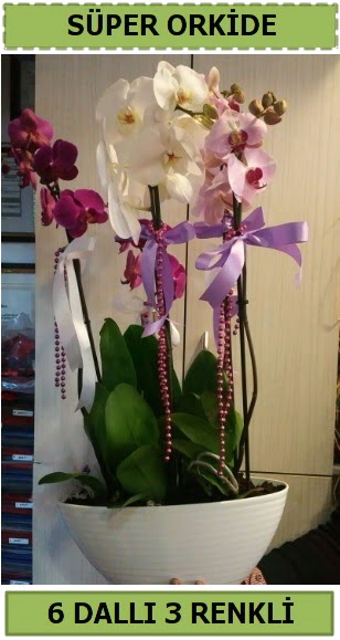 6 dall 3 renk zel vazoda orkide iei  Eryaman iek gnderme sitemiz gvenlidir 