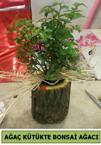 Do�al a�a� k�t�k i�erisinde bonsai a�ac�  Ankara Eryaman yurti�i ve yurtd��� �i�ek sipari�i 