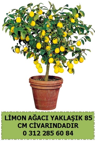Limon aac bitkisi  Eryaman iek gnderme sitemiz gvenlidir 