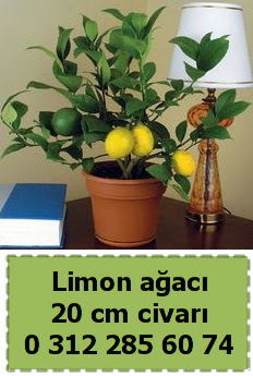 Limon a�ac� bitkisi  Eryaman �i�ek g�venli kaliteli h�zl� �i�ek 