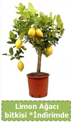 Limon aac bitkisi Ev iin limon bitkisi  Eryaman nternetten iek siparii 