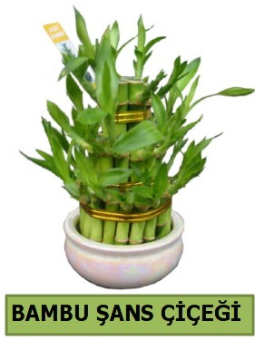 Bambu �ans �i�e�i bitkisi  Eryaman �i�ek g�venli kaliteli h�zl� �i�ek 