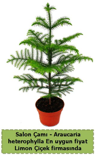 Araucaria heterophylla Salon �am� tek dall�  Eryaman �i�ek g�nderme sitemiz g�venlidir 