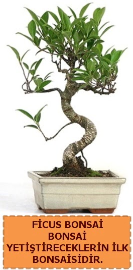 Ficus bonsai 15 ile 25 cm arasndadr  Eryaman online ieki , iek siparii 