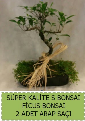 Ficus S Bonsai ve arap sa��  Eryaman �i�ek g�venli kaliteli h�zl� �i�ek 