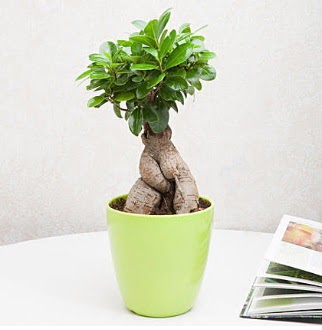 Ficus Ginseng Bonsai  Eryaman �i�ek�iler �i�ek online �i�ek sipari�i 