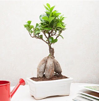 Exotic Ficus Bonsai ginseng  Eryaman ankaradaki internetten iek siparii 