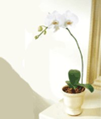  Eryamandaki iekiler kaliteli taze ve ucuz iekler  Saksida kaliteli bir orkide