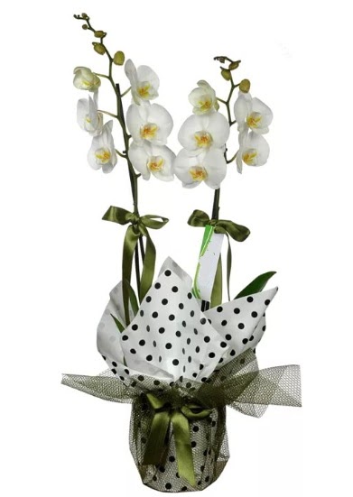 ift Dall Beyaz Orkide  Eryaman iekiler iek online iek siparii 
