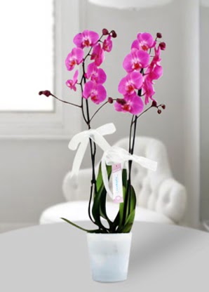ift dall mor orkide  Eryaman iek siparii hediye iek yolla 