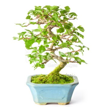 S zerkova bonsai ksa sreliine  Eryaman iek yolla , iek gnder , ieki  