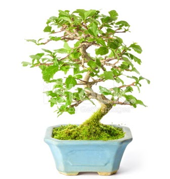 S zerkova bonsai k�sa s�reli�ine  Eryaman �i�ek yolla , �i�ek g�nder , �i�ek�i  