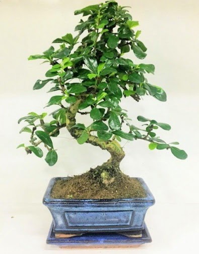 S Bonsai japon a�ac� bitkisi  Ankara Eryaman hediye sevgilime hediye �i�ek 