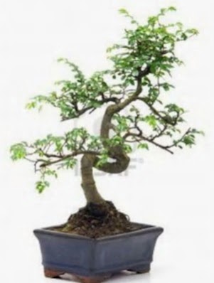 S g�vde bonsai minyat�r a�a� japon a�ac�  Eryaman �i�ek g�nderme sitemiz g�venlidir 