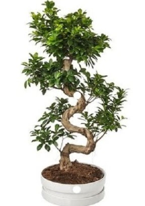 90 cm ile 100 cm civar� S peyzaj bonsai  Ankara Eryaman yurti�i ve yurtd��� �i�ek sipari�i 
