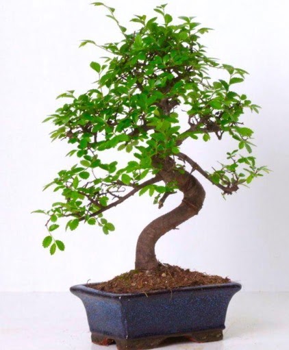S g�vdeli bonsai minyat�r a�a� japon a�ac�  Ankara Eryaman yurti�i ve yurtd��� �i�ek sipari�i 