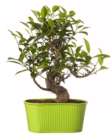 Ficus S g�vdeli muhte�em bonsai  Eryaman �i�ek�i telefonlar� eryaman �i�ek 