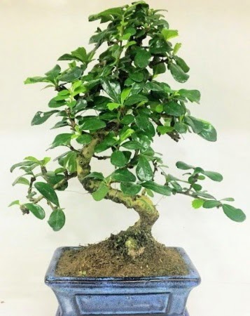 Zelkova S g�vdeli Minyat�r a�a� Bonzai  Eryamandaki �i�ek�iler kaliteli taze ve ucuz �i�ekler 