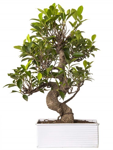 Exotic Green S G�vde 6 Year Ficus Bonsai  Ankara Eryaman yurti�i ve yurtd��� �i�ek sipari�i 