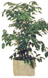  Eryaman Ankara ucuz �i�ek g�nder  Ficus benjamin 