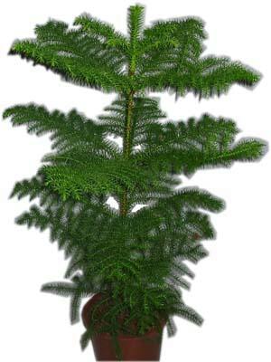  �i�ek�i Eryaman cicekciler , cicek siparisi  Araucaria 