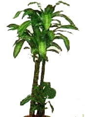  Eryaman �i�ek�i  cicek , cicekci  Dracaena massengena