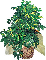  Eryaman Ankara ucuz �i�ek g�nder  Schefflera gold 