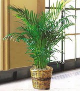  ankara �i�ek�i Eryaman �i�ek�i ma�azas�  Areca Palm ithal kaliteli