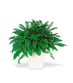  Ankara Eryaman �i�ek ma�azas� , �i�ek�i adresleri  Decorative Fern ask merdiveni
