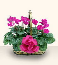  Eryaman �i�ek g�nder �i�ek servisi , �i�ek�i adresleri  Double Cyclamen sepette