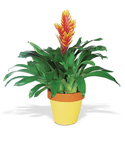  Ankara Eryaman hediye sevgilime hediye �i�ek  Exotic Bromeliad ithal saksi