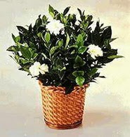  Eryaman �i�ek�iler �i�ek online �i�ek sipari�i  Gardenia Plant ithal saksi