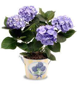  �i�ek yolla Eryaman 14 �ubat sevgililer g�n� �i�ek  Hydrangea Plant ortanca