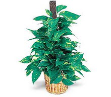  �i�ek sipari�i Eryaman uluslararas� �i�ek g�nderme  Golden Pothos ithal saksi