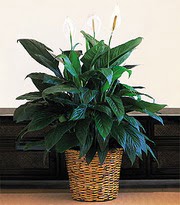  Eryaman ankara  �i�ek sipari�i sitesi  Large Spathiphyllum