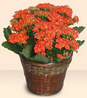  Eryaman ankaradaki internetten �i�ek sipari�i  Large Kalanchoe in Basket
