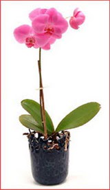  Eryaman ieki ankaraya iek yolla iekiler  Phalaenopsis Orchid Plant