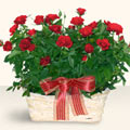 Eryaman �i�ek yolla , �i�ek g�nder , �i�ek�i   11 adet kirmizi g�l sepette