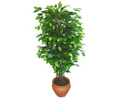 Ficus Benjamin 1,50 cm   �i�ek yolla Eryaman 14 �ubat sevgililer g�n� �i�ek 