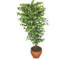 Ficus zel Starlight 1,75 cm   Eryaman iek gnder iek servisi , ieki adresleri 