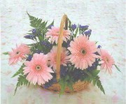 gerbera �i�eklerinde sepet   Eryaman online �i�ek�i , �i�ek sipari�i 