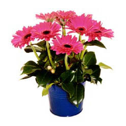 vazo i�erisinde gerbera �i�ekleri   Ankara Eryaman �i�ek ma�azas� , �i�ek�i adresleri 